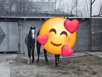 Yegua, Orlov Trotter — foto 5