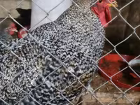 Australorp — 4-rasm