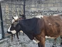 بقرة, Simmental cattle — الصورة 2