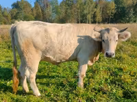 Vaca, Aberdeen-Angus — foto 7