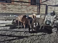 Ziege, Saanen goat — Foto 6