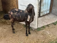 Ешкі, Kamori goats — 5-сурет