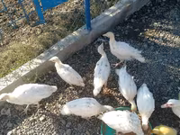 Ducks — الصورة 1