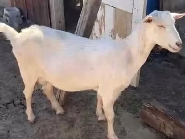 Ziege, Saanen goat