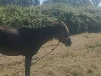 Mare, Azerbaijan horse — photo 3