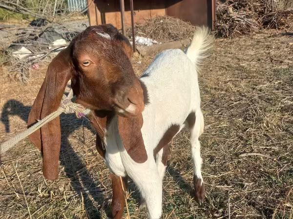 Dişi keçi, Kamori goats