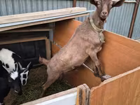 Коза, Alpine goat — фото 2