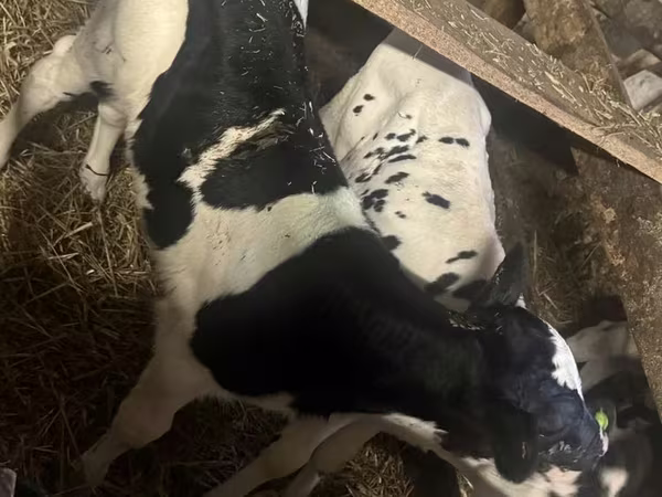 Bulle, Russian Black pied cattle