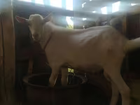 Ziege, Saanen goat — Foto 5