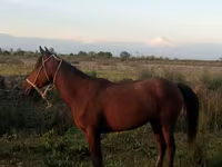 Stute, Karabakh horse — Foto 1