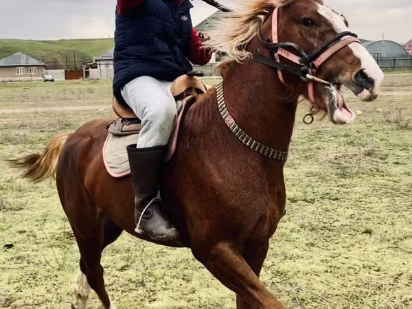 Aygʻir, Kazakh horse