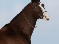 فرس, Akhal-Teke — الصورة 6