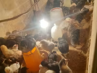 Australorp — photo 5
