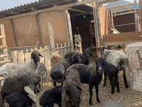 Schaf, Kazakh fat-tailed coarsewool sheep — Foto 1