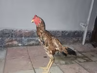 Chickens — Foto 6