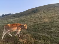 Cattle (batch, sex not specified), Cattle — photo 2