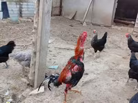 Chickens — Foto 6