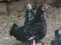 Japanisches Bantam — Foto 4