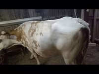 بقرة, الماشية — الصورة 2