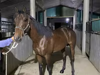 Caballo, Arabian horse — foto 2