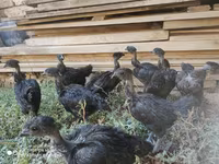 Chickens — foto 1
