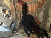 Chickens — 1-сурет
