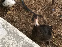 Domestic Muscovy — 1-rasm
