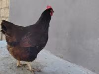Chickens — 照片 4