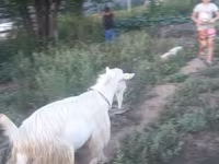 عنزة, Saanen goat — الصورة 2