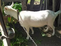 عنزة, Saanen goat — الصورة 1