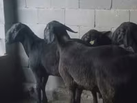 Widder, Hissar sheep — Foto 1