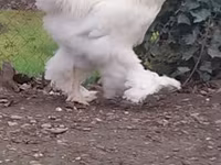 Brahma — foto 2