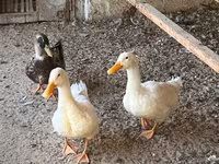 Ducks — Foto 2