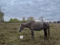 Mare, Horse breed — photo 2