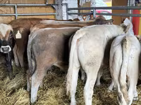 Toro, Vaca Limousin — foto 2