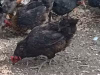 Chickens — foto 7