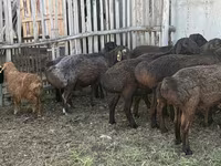 Qoç, Hissar sheep — foto 6