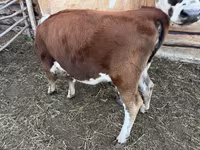 Rinder (Partie, Geschlecht nicht angegeben), Simmental cattle — Foto 1