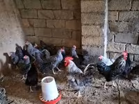Chickens — photo 2