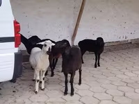 Вівця, Вівці — фото 2