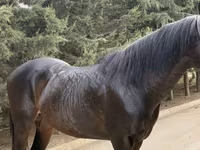 Hengst, Thoroughbred horse — Foto 3