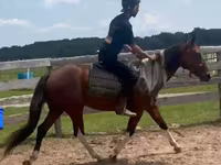 Hengst, Thoroughbred horse — Foto 5