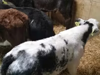 Bull, Cattle — photo 4