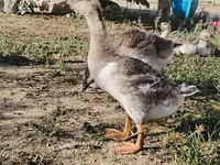 Geese — الصورة 1