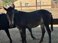Caballos (lote, sexo no especificado), Caballos — foto 1