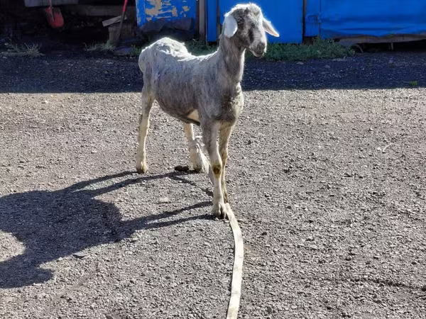 Widder, Edilbay sheep
