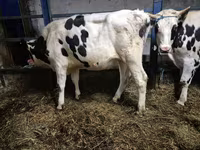 Kuh, Russian Black pied cattle — Foto 5