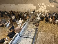 Chickens — الصورة 7