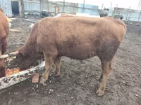 Bull, Cattle — photo 4