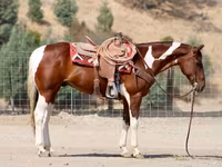 Hengst, American paint horse — Foto 6